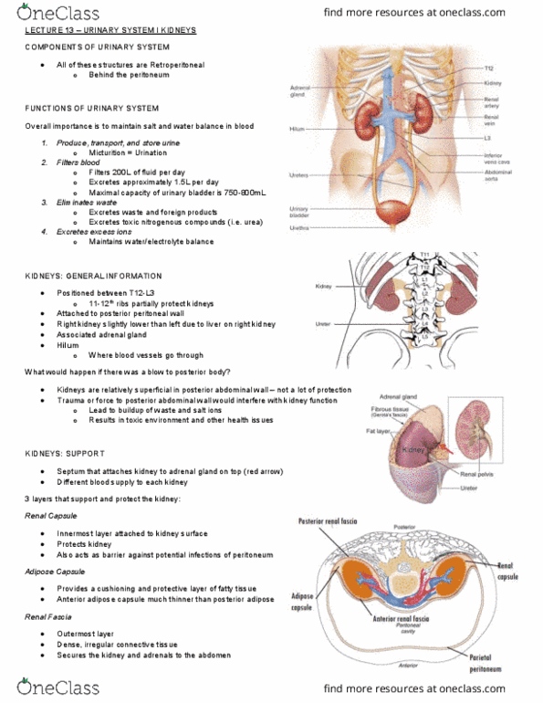 Health Sciences 3300A/B Lecture Notes - Lecture 13: Adrenal Gland, Abdominal Wall, Peritoneum thumbnail