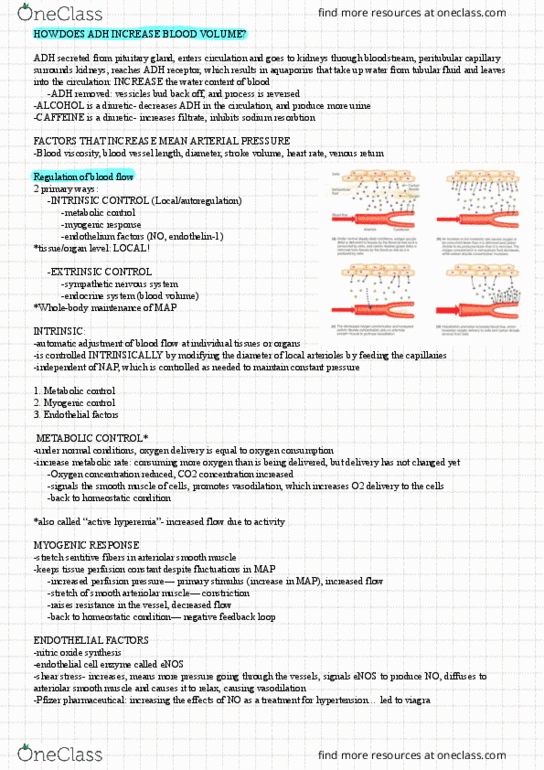 HP 127 Lecture Notes - Lecture 9: Peritubular Capillaries, Blood Vessel, Hemorheology thumbnail