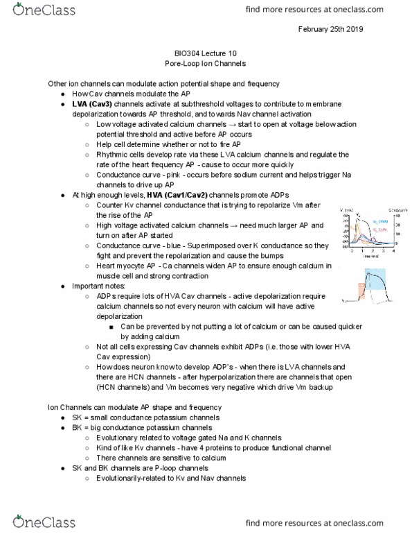 BIO304H5 Lecture Notes - Lecture 10: Bk Channel, Sk Channel, Afterhyperpolarization thumbnail
