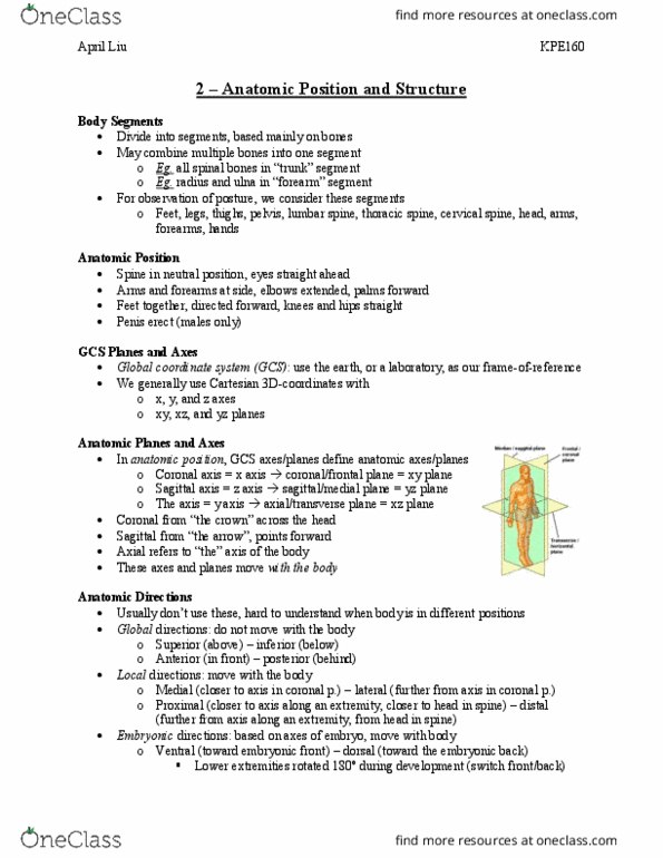 KPE160H1 Lecture Notes - Lecture 2: Coronal Plane, Lumbar Vertebrae, Thoracic Vertebrae thumbnail