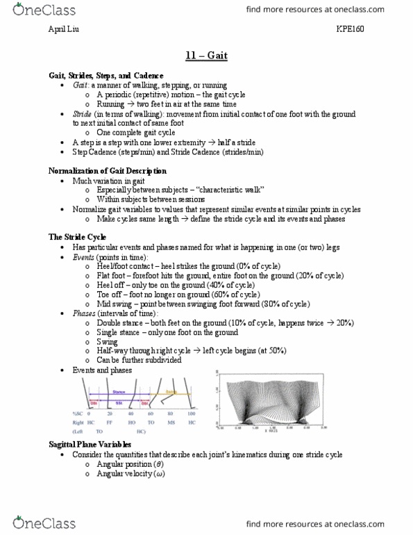 KPE160H1 Lecture Notes - Lecture 11: Flat Feet, Kinematics, Angular Acceleration thumbnail