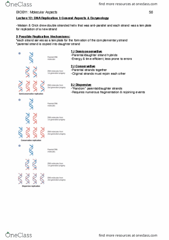 BIOB11H3 Lecture Notes - Lecture 12: Chromosome, Polymerization, Dna Polymerase Iii Holoenzyme thumbnail