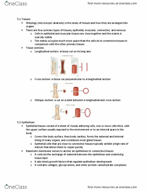 BIOL 260 Chapter Notes - Chapter 5: Basement Membrane, Histology, Cell Growth thumbnail