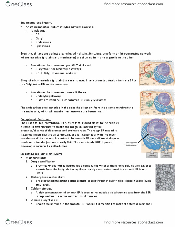 BIOL 2020 Lecture Notes - Lecture 10: Endomembrane System, Secretion, Drug Detoxification thumbnail