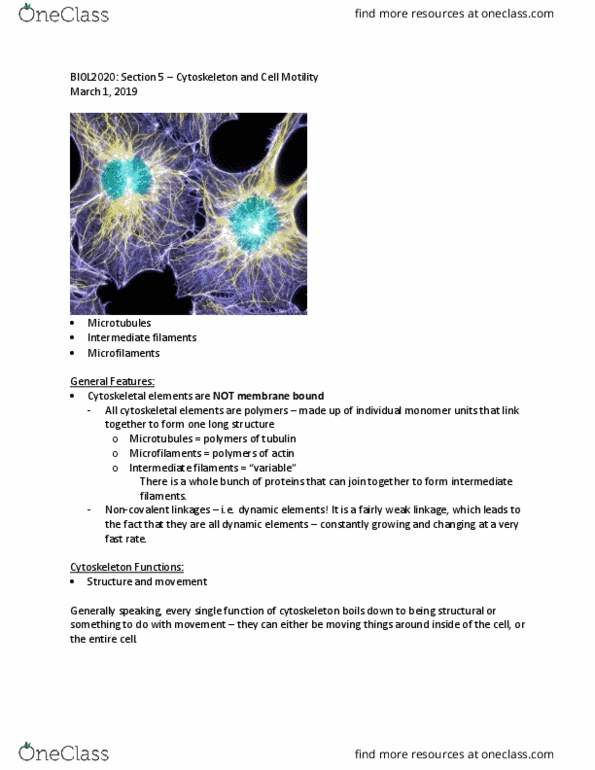 BIOL 2020 Lecture Notes - Lecture 14: Intermediate Filament, Cytoskeleton, Microfilament thumbnail