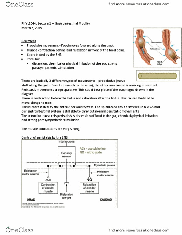 PHYL 2044 Lecture Notes - Lecture 2: Enteric Nervous System, Gastrointestinal Tract, Muscle Contraction thumbnail