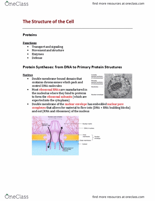 BIOLOGY 1A03 Lecture Notes - Lecture 2: Nuclear Membrane, Nuclear Pore, Nucleolus thumbnail