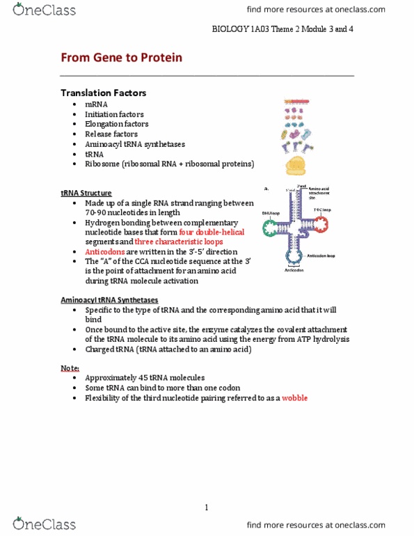 BIOLOGY 1A03 Lecture Notes - Lecture 6: Atp Hydrolysis, Elongation Factor, Transfer Rna thumbnail