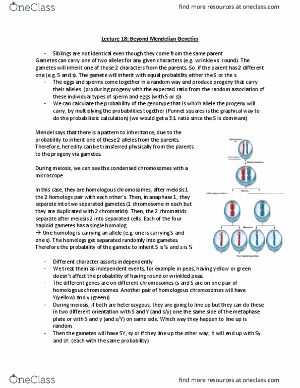 BIOL 112 Lecture Notes - Lecture 19: Homologous Chromosome, Punnett Square, Y Chromosome cover image