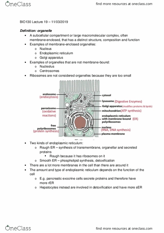 BIO130H1 Lecture Notes - Lecture 19: Exocytosis, Endocytosis, Nucleolus cover image