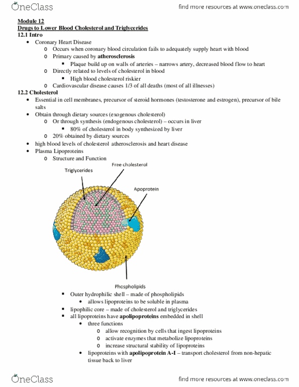 Pharmacology 2060A/B Lecture Notes - Simvastatin, Hepatotoxicity, Digoxin thumbnail
