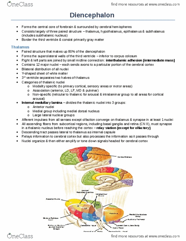 Anatomy and Cell Biology 3319 Chapter Notes -Anatomical Terms Of Location, Neuroglia, Suprachiasmatic Nucleus thumbnail