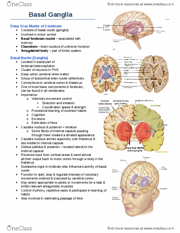 Anatomy and Cell Biology 3319 Chapter Notes -Schizophrenia, Lateral Globus Pallidus, Subthalamic Nucleus thumbnail