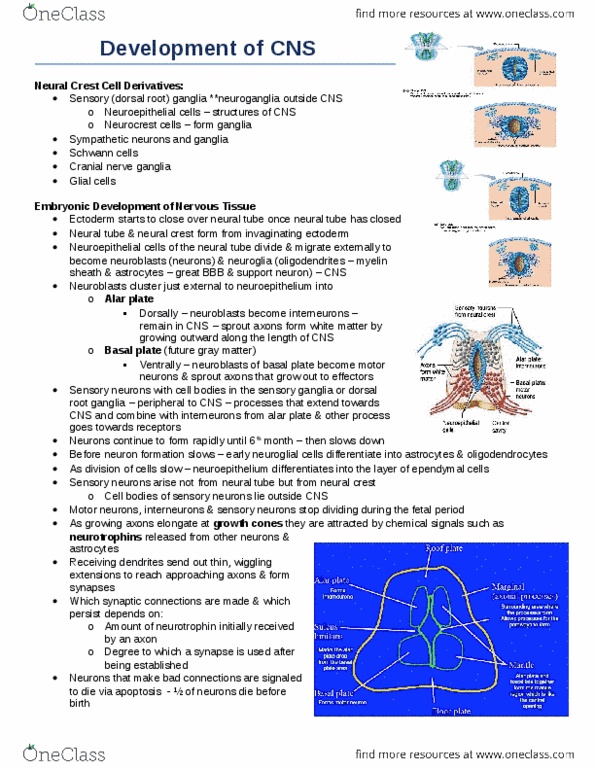 Anatomy and Cell Biology 3319 Chapter Notes -Central Nervous System, Subarachnoid Space, Lateral Ventricles thumbnail