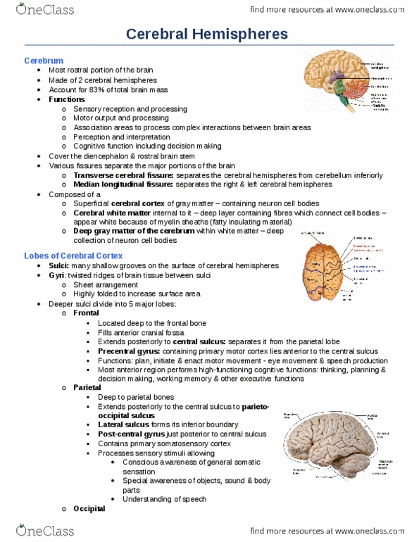 Anatomy and Cell Biology 3319 Chapter Notes -Executive Suite, Hemispherectomy, Pyramidal Tracts thumbnail