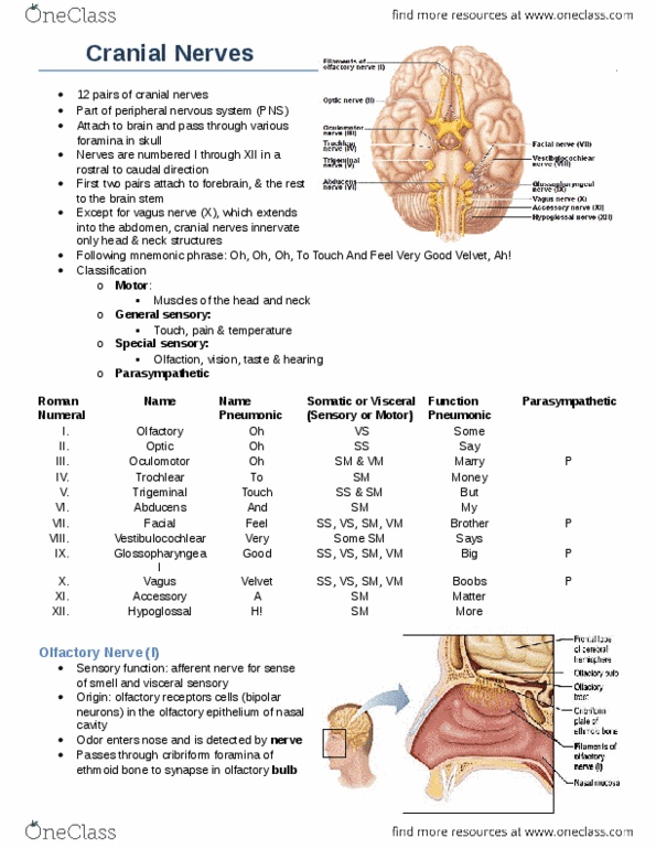 Anatomy and Cell Biology 3319 Chapter Notes -Baroreceptor, Epiglottis, Carotid Body thumbnail