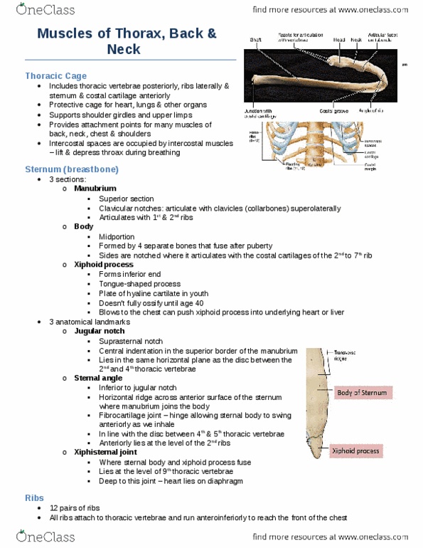 Anatomy and Cell Biology 3319 Chapter Notes -Cervical Vertebrae, Iliocostalis, Nuchal Ligament thumbnail