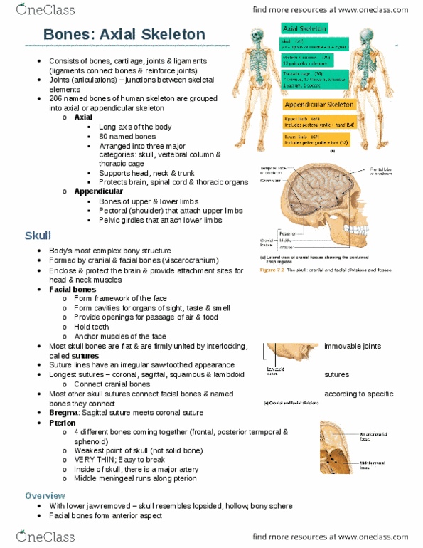 Anatomy and Cell Biology 3319 Chapter Notes -Hard Palate, Inferior Nasal Concha, Alveolar Process thumbnail