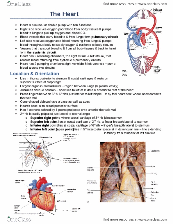 Anatomy and Cell Biology 3319 Chapter Notes -Carotid Canal, Brainstem, Facial Artery thumbnail