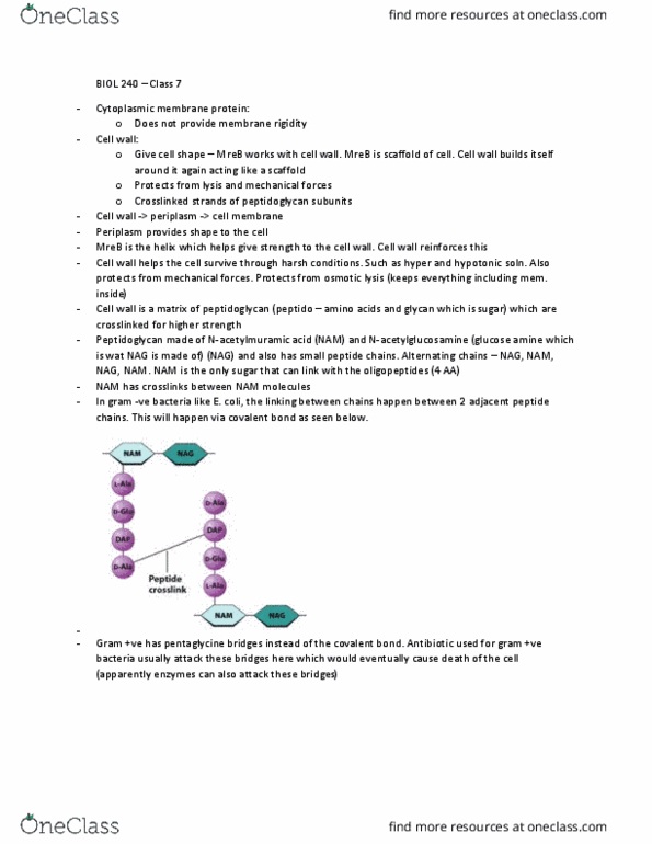 BIOL240 Lecture Notes - Lecture 7: Peptidoglycan, Periplasm, Lysozyme thumbnail