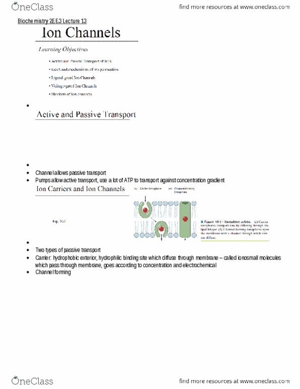 BIOCHEM 2EE3 Lecture Notes - Lecture 13: Skeletal Muscle, Peptide, Lidocaine thumbnail