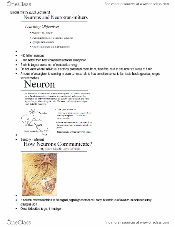 BIOCHEM 2EE3 Lecture Notes - Lecture 11: Action Potential, Acetyl Group, Choline thumbnail