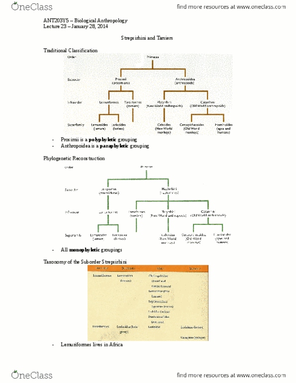 ANT203H5 Lecture Notes - Mouse Lemur, Mandibular Symphysis, Fork-Marked Lemur thumbnail