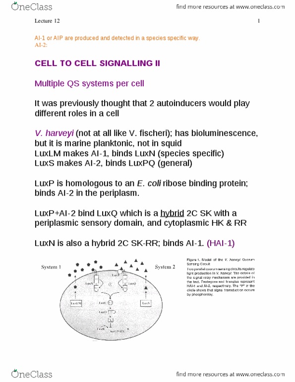 MICRB316 Lecture Notes - Lecture 12: Luxo, Pyocyanin, Hfq Protein thumbnail