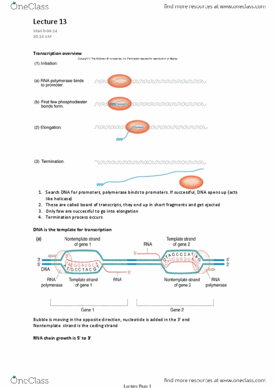 BIO372H5 Lecture Notes - Lecture 13: C-Terminus, Pribnow Box, Transcription Bubble thumbnail