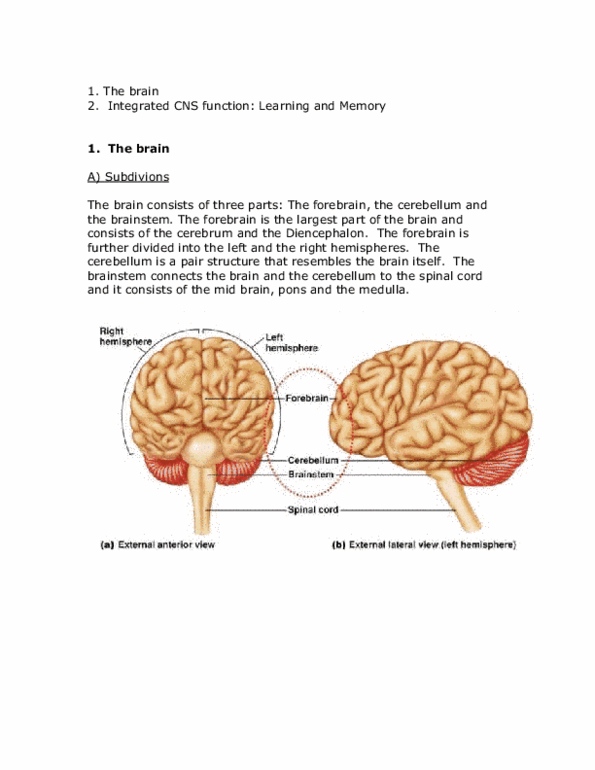 PSL201Y1 Lecture : Central Nervous System (Part 2) thumbnail