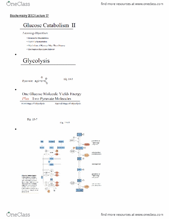 BIOCHEM 2EE3 Lecture Notes - Lecture 17: Anaerobic Glycolysis, Oxidative Phosphorylation, Acetaldehyde thumbnail