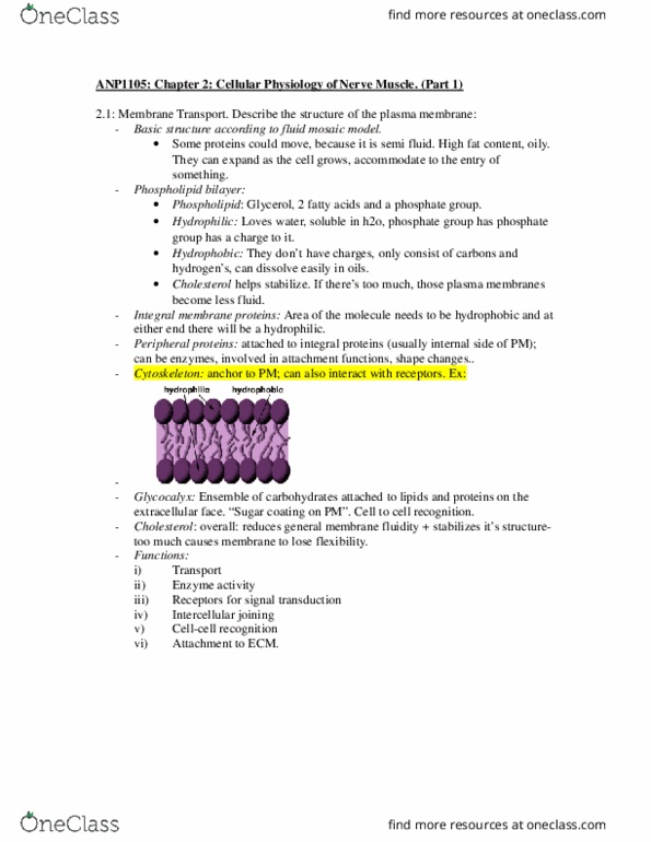 ANP 1105 Chapter Notes -Glycocalyx, Tonicity, Exocytosis thumbnail