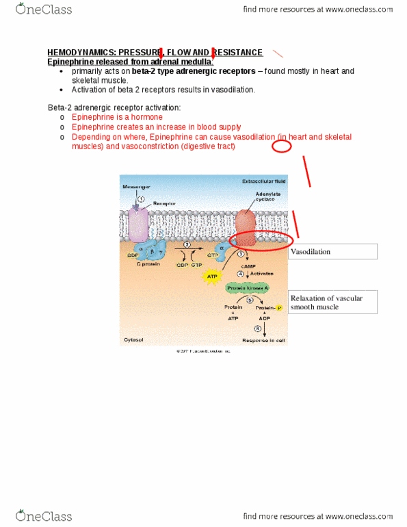 KNES 260 Lecture Notes - Osmosis, Allergen, Mast Cell thumbnail