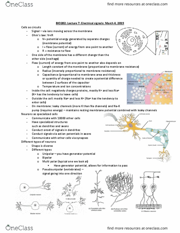 BIO202H5 Lecture Notes - Lecture 7: Resting Potential, Sodium-Potassium Alloy, Threshold Potential thumbnail
