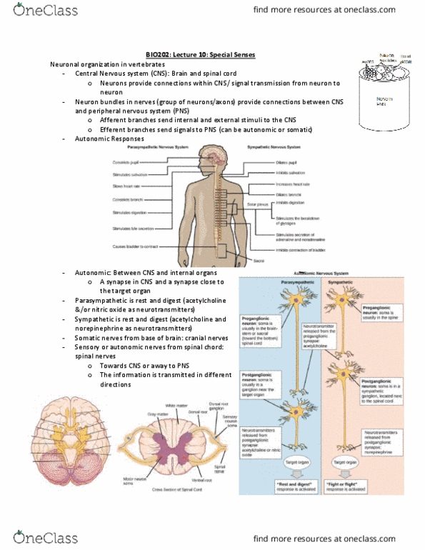 BIO202H5 Lecture Notes - Lecture 8: Central Nervous System, Eustachian Tube, Spinal Cord thumbnail