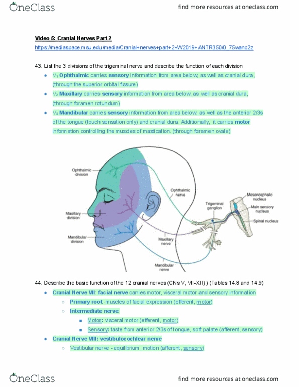 ANTR 350 Lecture Notes - Lecture 4: Superior Orbital Fissure, Foramen Rotundum, Vestibulocochlear Nerve thumbnail