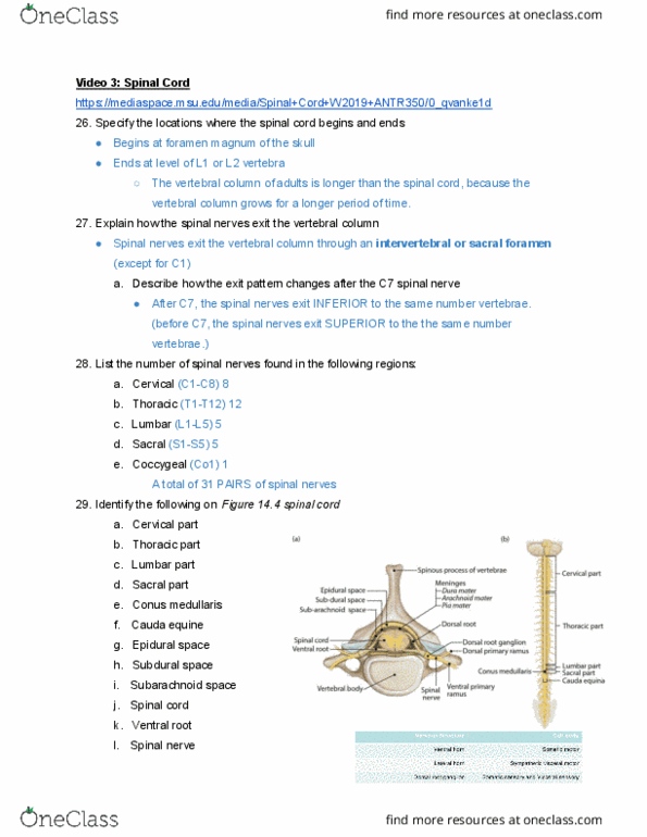 ANTR 350 Lecture Notes - Lecture 3: Conus Medullaris, Foramen Magnum, Spinal Cord thumbnail