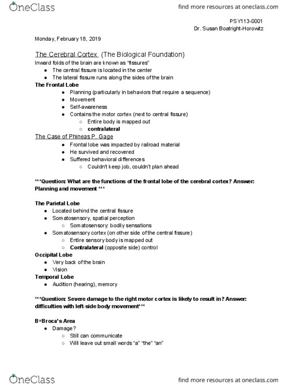 PSY 113 Lecture Notes - Lecture 8: Frontal Lobe, Lateral Sulcus, Cerebral Cortex thumbnail