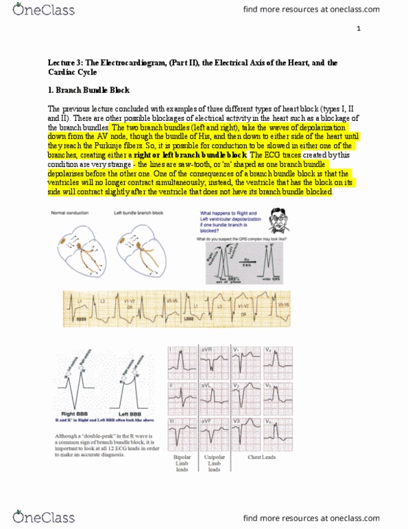 BIOC34H3 Lecture Notes - Lecture 3: Purkinje Fibers, Atrioventricular Node, Heart Block thumbnail