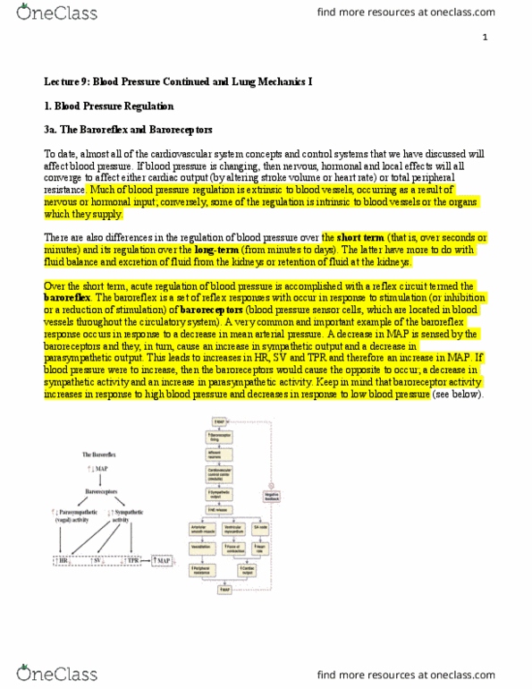 BIOC34H3 Lecture Notes - Lecture 9: Vascular Resistance, Hypertension, Baroreflex thumbnail