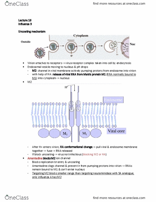 MIMG 102 Lecture Notes - Lecture 16: Amantadine, Endosome, Neuraminidase thumbnail