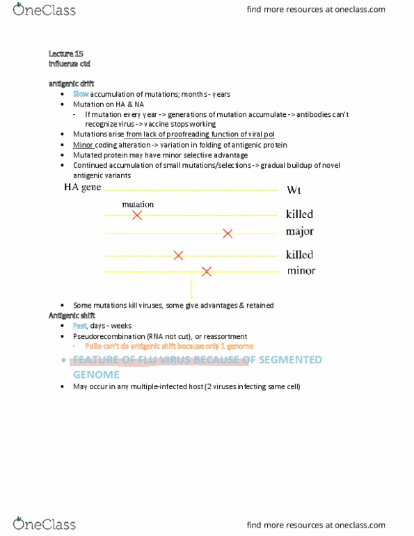 MIMG 102 Lecture Notes - Lecture 15: Antigenic Drift, Antigenic Shift, Reassortment thumbnail