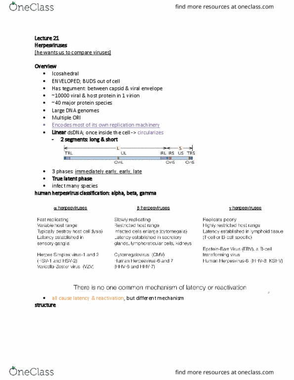 MIMG 102 Lecture Notes - Lecture 21: Viral Envelope, Herpesviridae, Dna Replication thumbnail