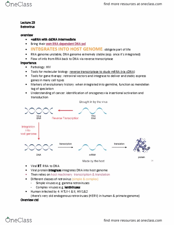 MIMG 102 Lecture Notes - Lecture 23: Reverse Transcriptase, Integrase, Retrovirus thumbnail