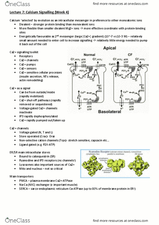 PHSI3009 Lecture Notes - Lecture 7: Inositol Trisphosphate Receptor, Calsequestrin, Not Exactly C thumbnail