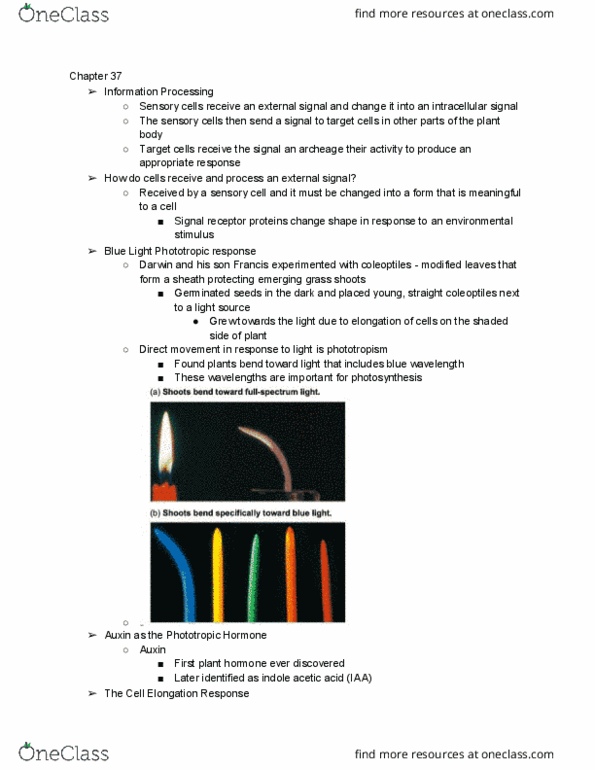 BISC208 Lecture Notes - Lecture 7: Indole-3-Acetic Acid, Coleoptile, Phototropism thumbnail