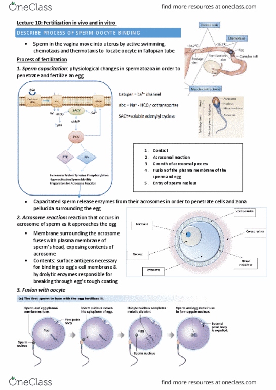 PHSI3010 Lecture Notes - Lecture 10: Spermatozoon, Autocrine Signalling, Acrosome thumbnail