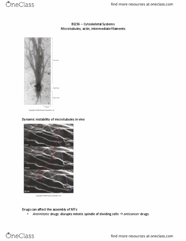 BI236 Lecture Notes - Lecture 28: Spindle Apparatus, Intermediate Filament, Microtubule thumbnail