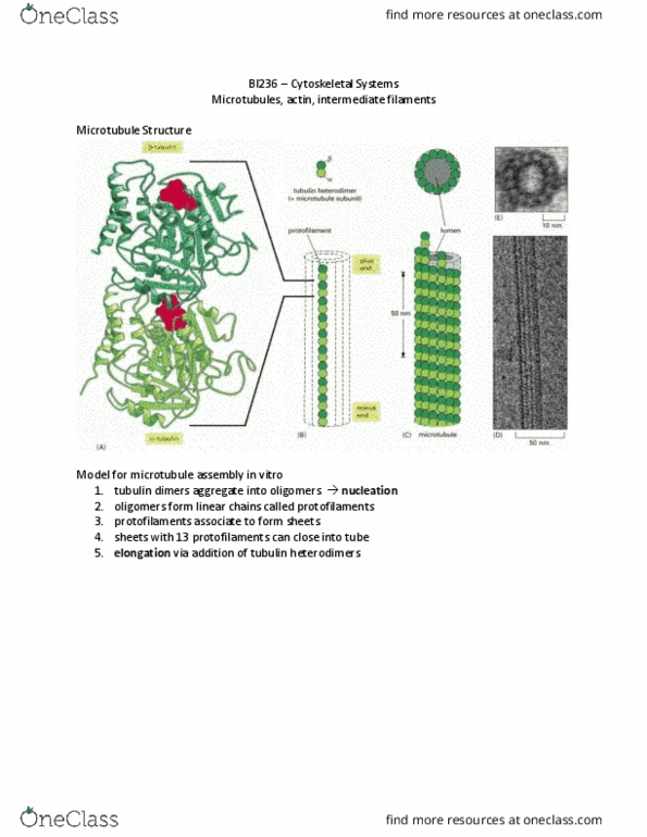 BI236 Lecture Notes - Lecture 26: Intermediate Filament, Tubulin, Microtubule thumbnail