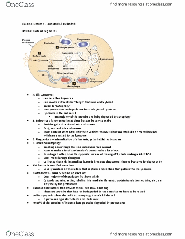 Biology 3316A/B Lecture Notes - Lecture 9: Autophagy, Proteasome, Autophagosome thumbnail